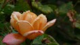 /album/galerie-photos/p1110717-jpg/